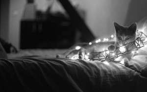 wallpaper-monochrome-cat-02